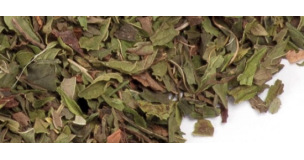 Menthe Nana