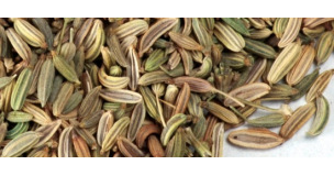 Fenouil
