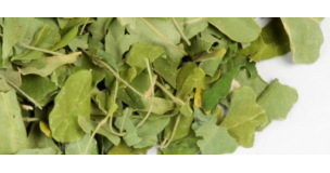 Moringa
