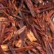 Rooibos